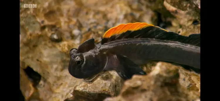 Pacific leaping blenny (Alticus arnoldorum) as shown in Blue Planet II - Coasts